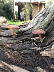 Gymnopilus allantopus