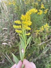 Asteromyia carbonifera
