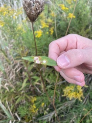 Asteromyia carbonifera