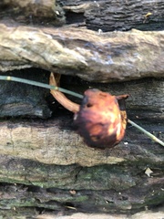 Gymnopilus allantopus