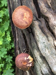 Gymnopilus allantopus