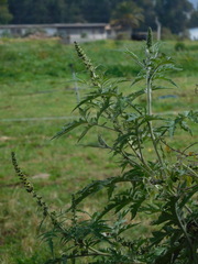 Ambrosia arborescens