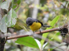 Myioborus miniatus