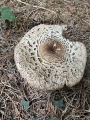 Chlorophyllum