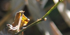 Libytheana carinenta