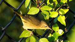 Geothlypis trichas