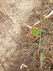 Dudleya farinosa