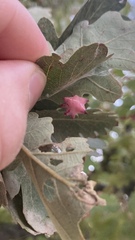 Cynips douglasii