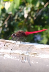 Orthetrum chrysis