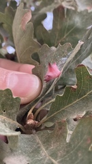 Cynips douglasii
