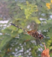 Trithemis pallidinervis