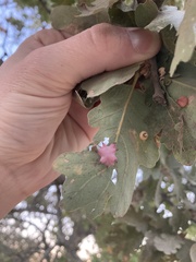 Cynips douglasii