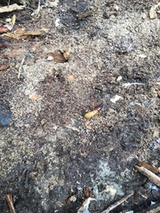 Zootermopsis nevadensis