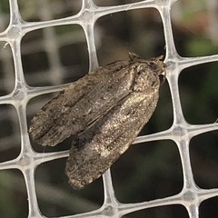 Agonopterix pulvipennella