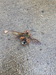Sphecius