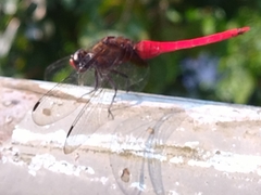 Orthetrum chrysis