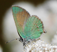 Callophrys affinis