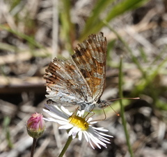 Phyciodes pulchella