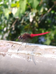 Orthetrum chrysis
