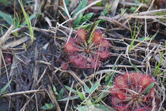 Drosera capillaris