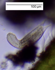 Lepidodermella