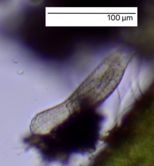 Lepidodermella