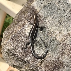 Cryptoblepharus pulcher pulcher