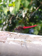 Orthetrum chrysis
