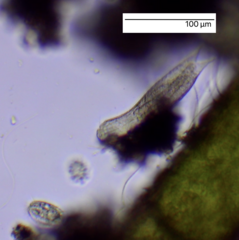 Lepidodermella