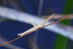 Achurum carinatum