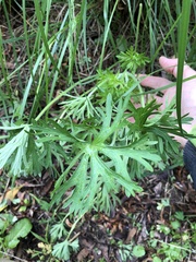 Geranium dissectum