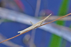 Achurum carinatum
