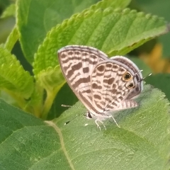 Leptotes plinius