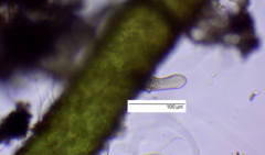 Lepidodermella