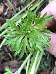 Geranium dissectum