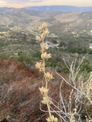 Malacothamnus marrubioides
