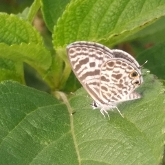 Leptotes plinius