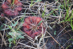 Drosera capillaris