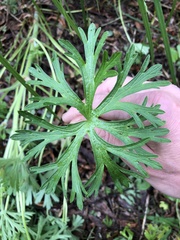 Geranium dissectum