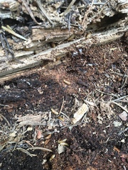 Zootermopsis nevadensis