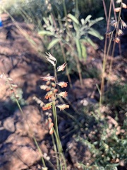 Bouteloua chondrosioides