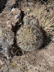 Pediocactus simpsonii