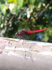 Orthetrum chrysis