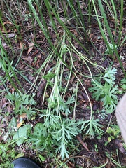 Geranium dissectum