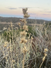 Malacothamnus marrubioides