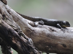 Sceloporus grammicus