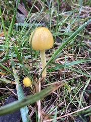 Bolbitius