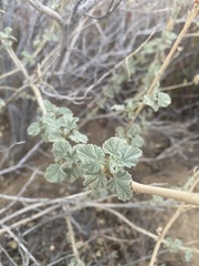Malacothamnus marrubioides