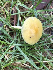 Bolbitius
