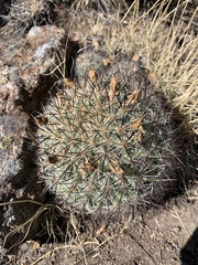 Pediocactus simpsonii